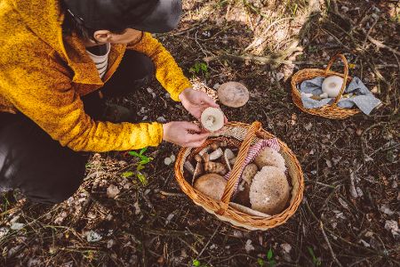 Pilzsammler mit vollen Körben im Wald