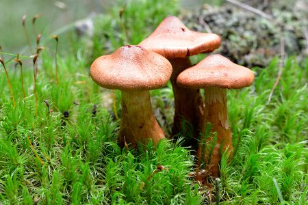 Spitzgebuckelter Raukopf in der Natur