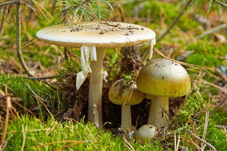 Knollenblätterpilze in der Natur