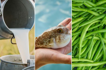 Collage aus Rohmilch, Kugelfisch und grünen Bohnen