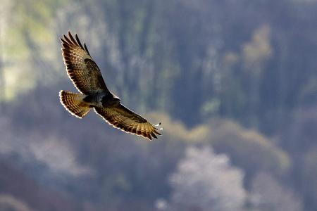 Über den Baumwipfeln: Ein Greifvogel fliegt mit ausgebreiteten Schwingen.