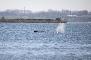 Der Buckelwal stößt noch immer Atemluft aus.