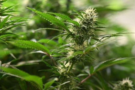 Vereine können seit dem 1. Juli 2024 Anträge für Cannabis-Anbauvereinigungen stellen. (Symbolbild)