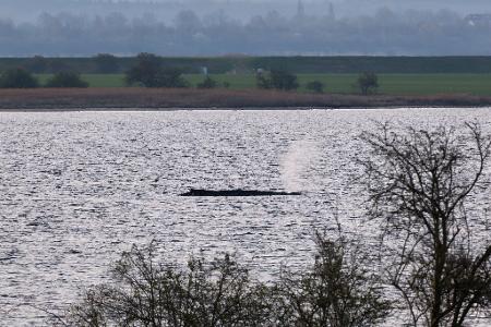 Das Umweltministerium Mecklenburg-Vorpommern hat entschieden, den Wal vor der Insel Poel weiter in Ruhe zu lassen. (Archivbild)