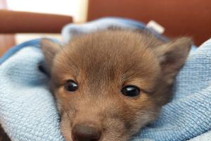 Aufgefundener Fuchs-Welpe