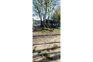 Kamerunschafe Ettenheim