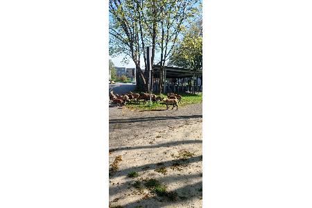 Kamerunschafe Ettenheim