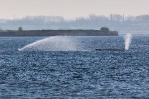 Der Buckelwal liegt am frühen Vormittag noch immer auf einer Sandbank vor der Insel Poel. 