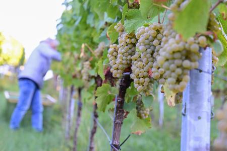 Der Chardonnay-Anbau hat 2025 unter den konventionellen Rebsorten am stärksten zugelegt. (Archivbild)