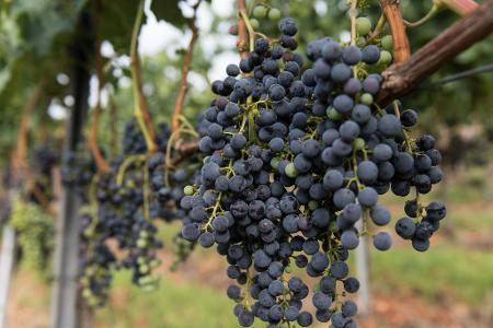 Die Merlot-Anbaufläche ist 2025 gegen den Trend gewachsen. (Symbolbild)
