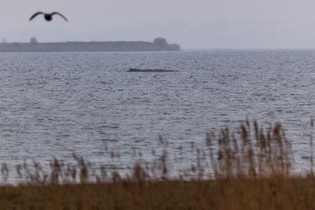 Der Buckelwal atmet inzwischen schwächer.