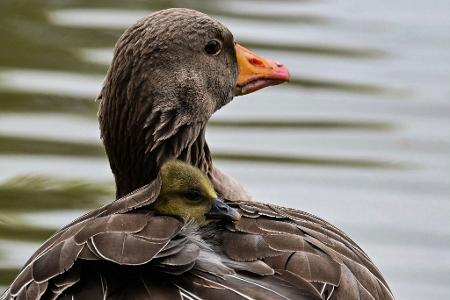 Das Küken einer Graugans wärmt sich im Gefieder seiner Mutter in München.