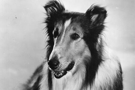 Lassie aus 