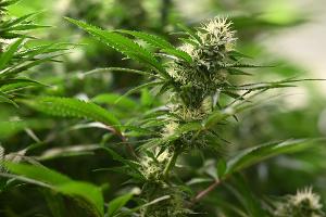 Vereine können seit dem 1. Juli 2024 Anträge für Cannabis-Anbauvereinigungen stellen. (Symbolbild)