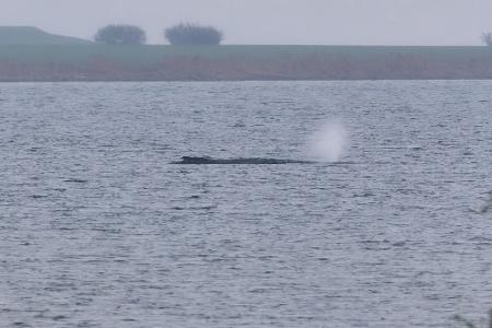 Der Zustand des gestrandeten Wals vor der Insel Poel ist unverändert. (Archivbild)