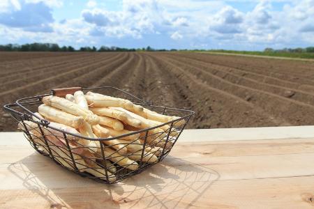 Ganzjähriger Spargel 