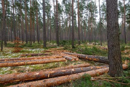 Der Großteil des eingeschlagenen Holzes findet Verwendung in der Säge- und Furnierindustrie, etwa als Paletten- oder Parkettholz. (Archivbild)