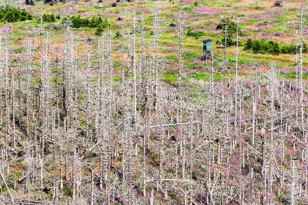 Seit Jahren setzt der Borkenkäfer den deutschen Fichtenwäldern zu, Trockenheit und Sturmschäden kommen als Belastung hinzu. (Archivbild)