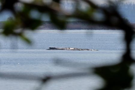 Der Buckelwal war auch am Mittwoch deutlich zu hören.