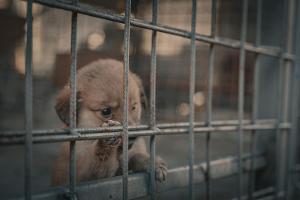 "Die Hunde-Mafia: How to kill a Puppy & get rich"