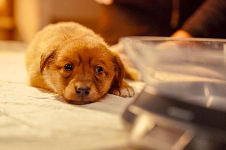 Die Hunde-Mafia: How to kill a Puppy & get rich