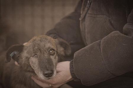 Die Hunde-Mafia: How to kill a Puppy & get rich