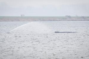 Der Wal liegt seit Tagen vor der Insel Poel. (Archivbild)
