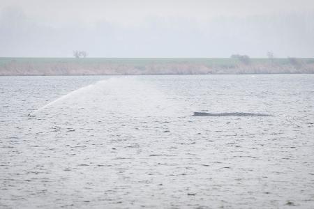 Der Wal liegt seit Tagen vor der Insel Poel. (Archivbild)