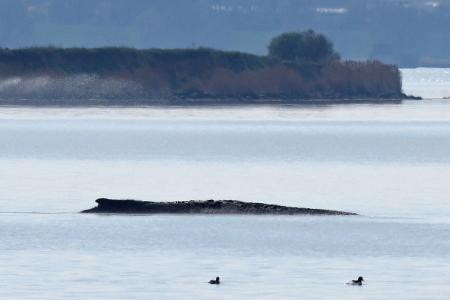 Ein neuer Rettungsversuch ist geplant.