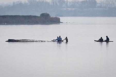 Der private Rettungsversuch für den gestrandeten Wal vor Poel beginnt mit einer Annäherung von Helfern.