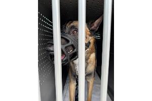 Der Hund wurde anschließend an ein Tierheim übergeben. Bild: PP Dortmund