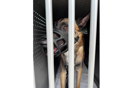 Der Hund wurde anschließend an ein Tierheim übergeben. Bild: PP Dortmund