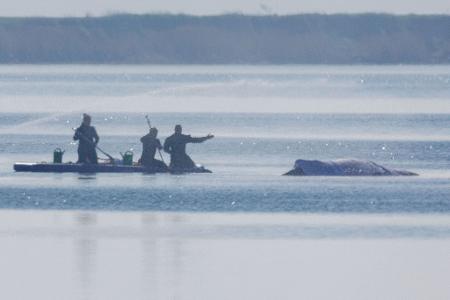 Eine private Initiative hat mit einem Rettungsversuch begonnen.