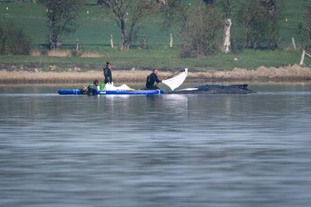 Die Rettungsaktion für den gestrandeten Buckelwal vor der Insel Poel lief am Freitag weiter. 