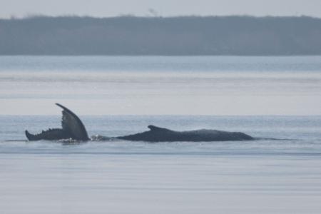 Der Buckelwal vor der Insel Poel schlägt mit seiner Schwanzflosse. 