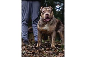 Untersuchungen hätten ergeben, dass der XL-Bully Toretto bereits angefangen hatte, den Mann bei lebendigem Leib zu fressen, berichtet die Nachrichtenagentur PA.