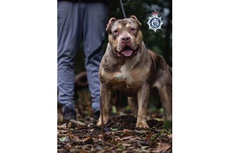 Untersuchungen hätten ergeben, dass der XL-Bully Toretto bereits angefangen hatte, den Mann bei lebendigem Leib zu fressen, berichtet die Nachrichtenagentur PA.