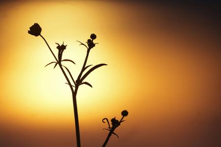 Sonnenaufgang eingetrübt