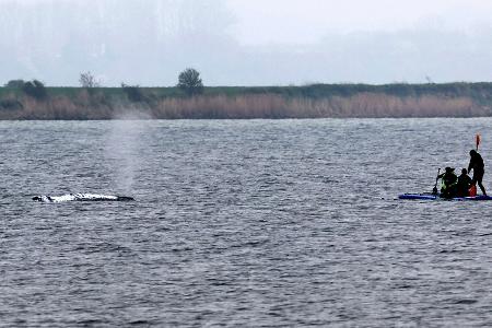 Tag vier der Rettungsaktion - unter anderem wurde eine Rinne vom tieferen Wasser zum Wal hergestellt, indem Schlick weggesaugt wurde.