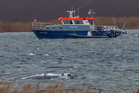 Am Morgen ist der gestrandete Buckelwal frei im Wasser geschwommen. 