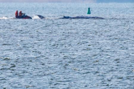 Am Morgen ist der gestrandete Buckelwal frei im Wasser geschwommen. 