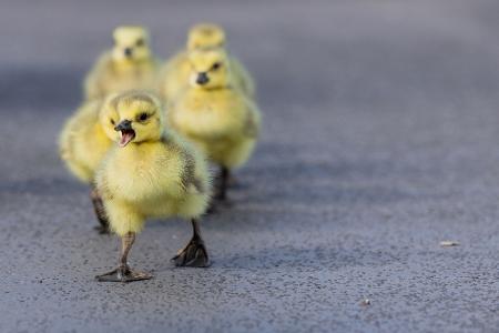 Im Kükenmarsch - Kleine Kanadagänse unterwegs
