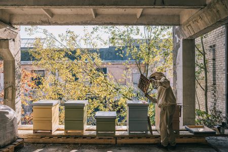 Stadtimker bei seinen Bienen