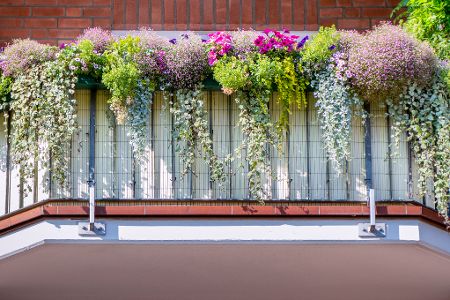 Blumenkästen am Balkon mit herabhängenden Pflanzen
