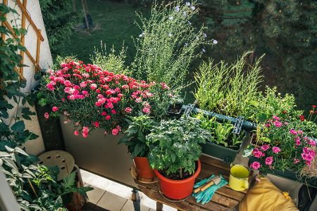 Mit Blumen und Kräutern bepflanzte Balkonkästen