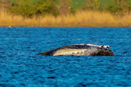 Der Wal liegt immer noch vor der Insel Poel.