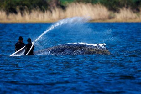 Wasser marsch: Helfer bespritzen den Buckelwal vor der Insel Poel mit Wasser.