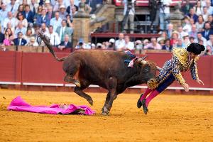 Der mehr als 500 Kilogramm schwere Bulle Clandestino spießte den Star-Torero von hinten auf.