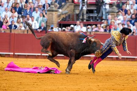 Der mehr als 500 Kilogramm schwere Bulle Clandestino spießte den Star-Torero von hinten auf.