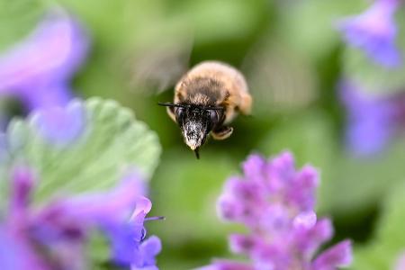 In Karlsruhe fliegt eine Hummel zwischen Blumenblüten umher.